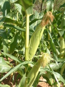 Вызревшие початки кукурузы