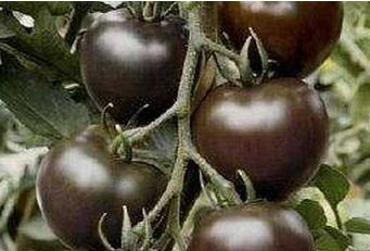 черные томаты.jpg