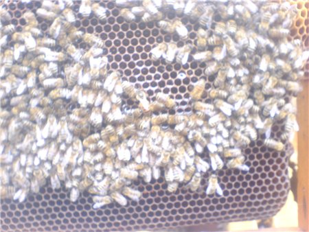 Определить присутствие клеща в улье можно по количеству погибших пчел у летка, если их более 10 шт. необходимо осмотреть всю семью. Если обнаружили куколки и трупы пчел, которые при дотрагивании распадаются на отдельный части, то в семье завелся клещ.