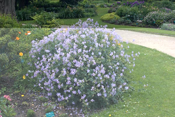 Geranium-pratense-Wisley-Blue1.jpg