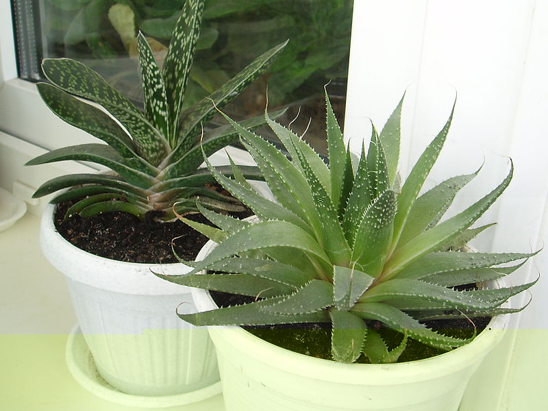 800px-Gasteria_and_Aloe.jpg