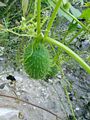 Echinocystis echinata