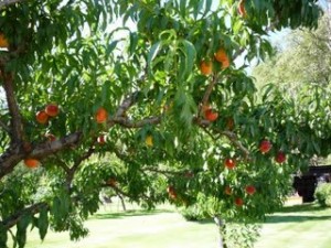 Персиковое дерево