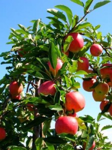 Обильное плодоношение яблони
