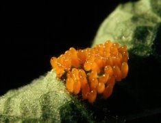 Кладка яиц колорадского жука