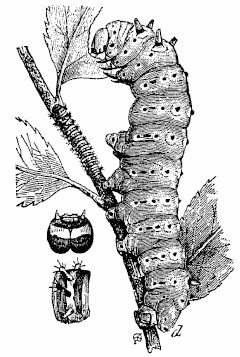 Гусеница шелкопряда