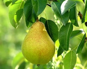 Защита плодовых деревьев от вредителей
