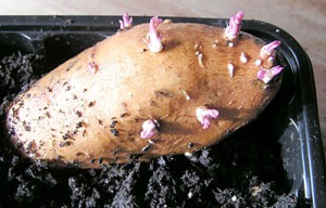 Размножение картофеля ростками