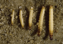 Личинки жука-щелкуна