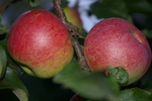 Яблоки сорта Уэлси