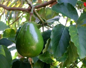Плод авокадо на дереве