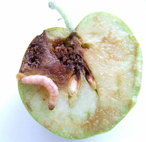 Яблоко, пораженное личинкой плодожорки