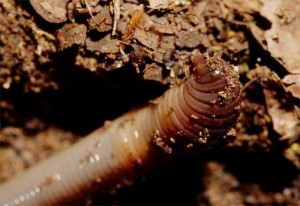 Дождевой червь в земле