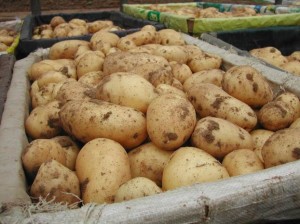Хороший урожай картофеля