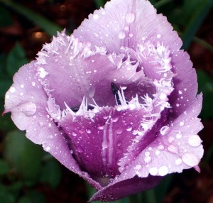 Бахромчатый тюльпан