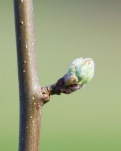 Распускающаяся весной почка яблони