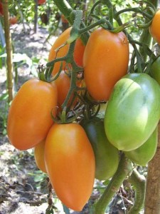 Лиановидные помидоры