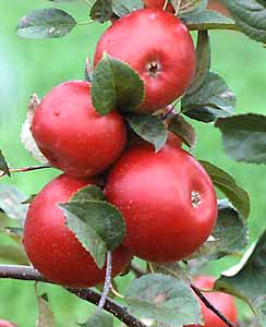 Плоды карликовой яблони
