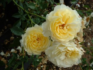 Желтоцветные розы Леверкузен