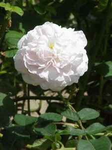 Сорт розы Майденс Бланш