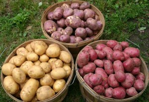 Урожай картофеля