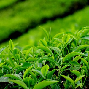 Чайные растения
